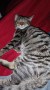Monty (5)2